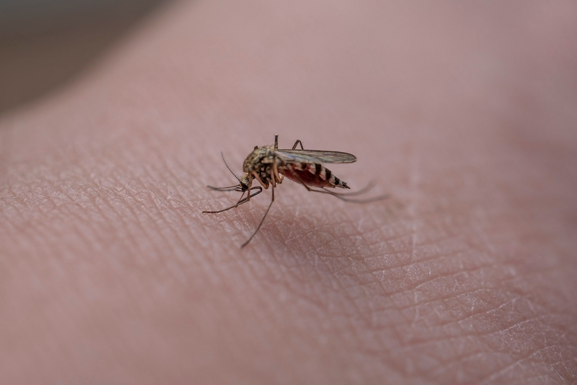 Mückenstich versorgen – Erste Hilfe in der Wildnis
