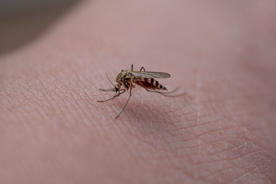 Mückenstich versorgen – Erste Hilfe in der Wildnis