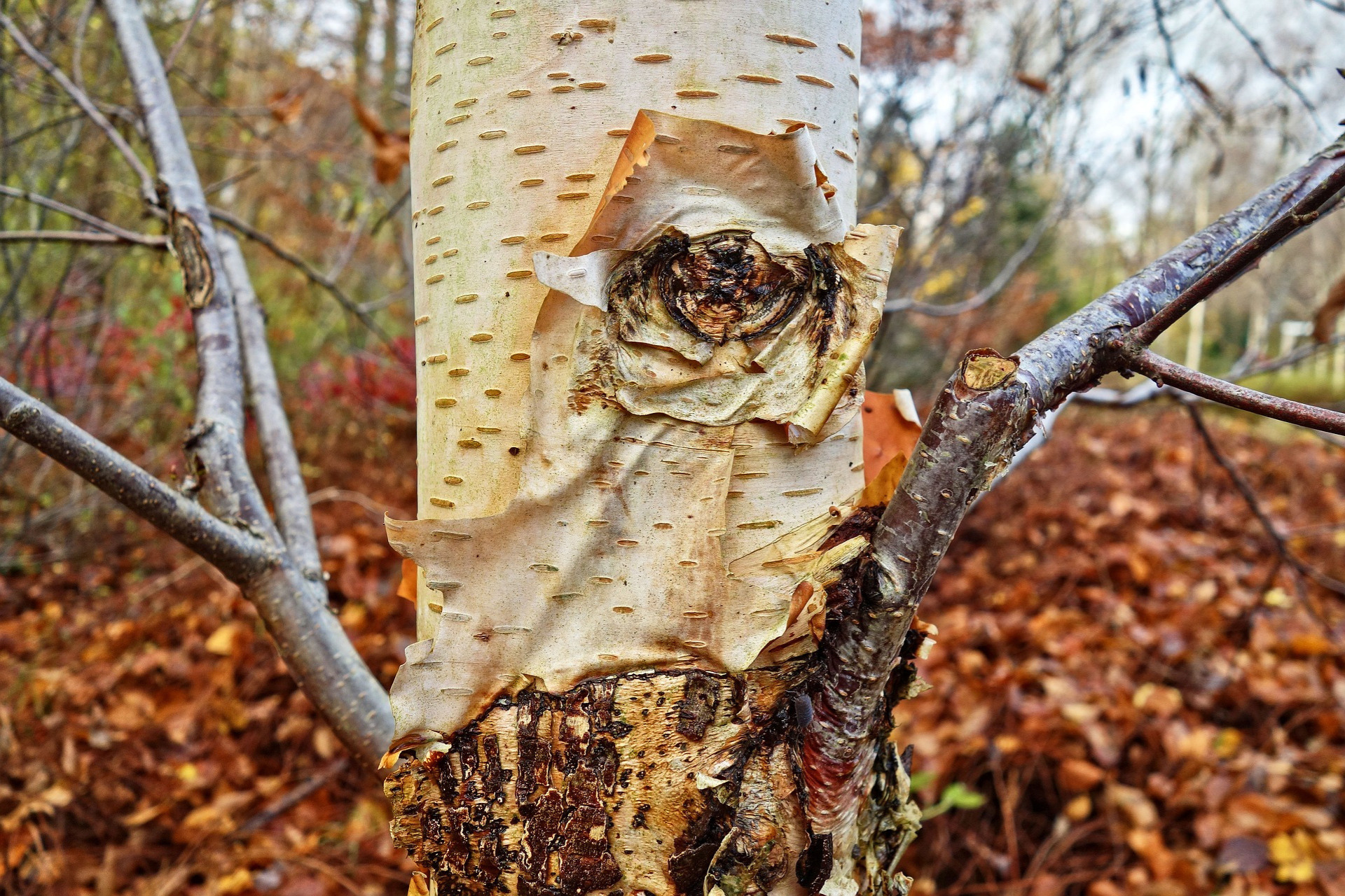 Bushcrafting – Birkenrinde als Feuerstarter