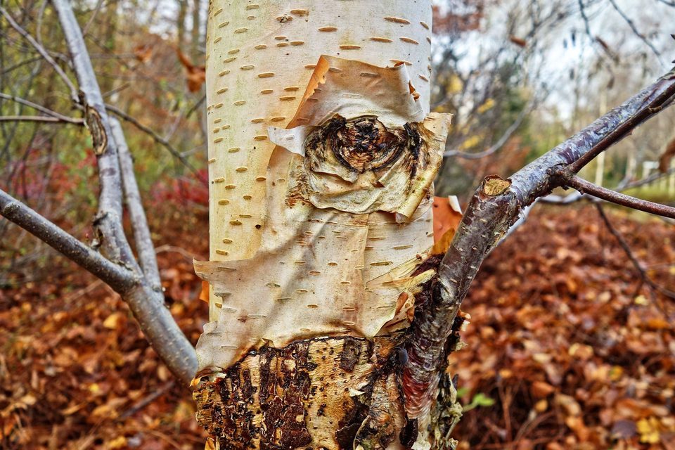 Bushcrafting – Birkenrinde als Feuerstarter