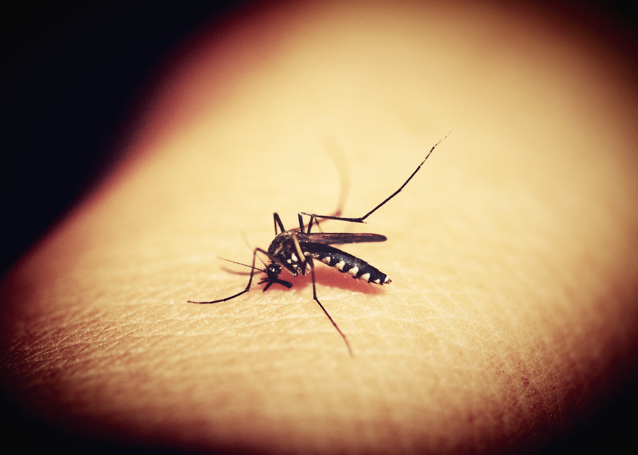 Camping mit Kindern – Insektenschutz