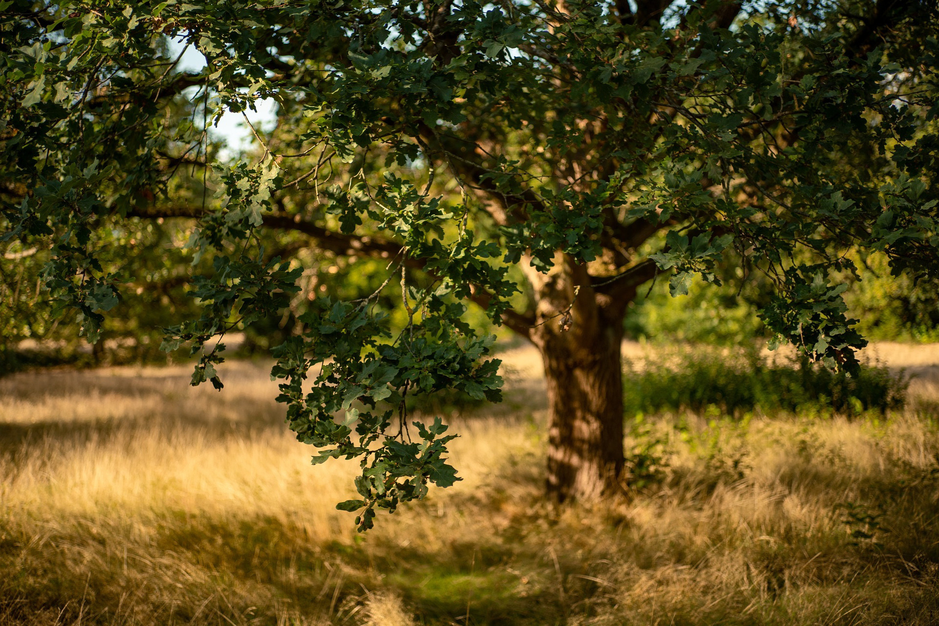 Die Eiche beim Bushcrafting