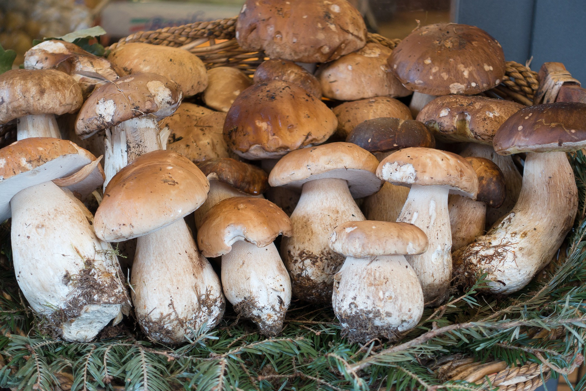 Essbare Pilze im Wald – Steinpilz