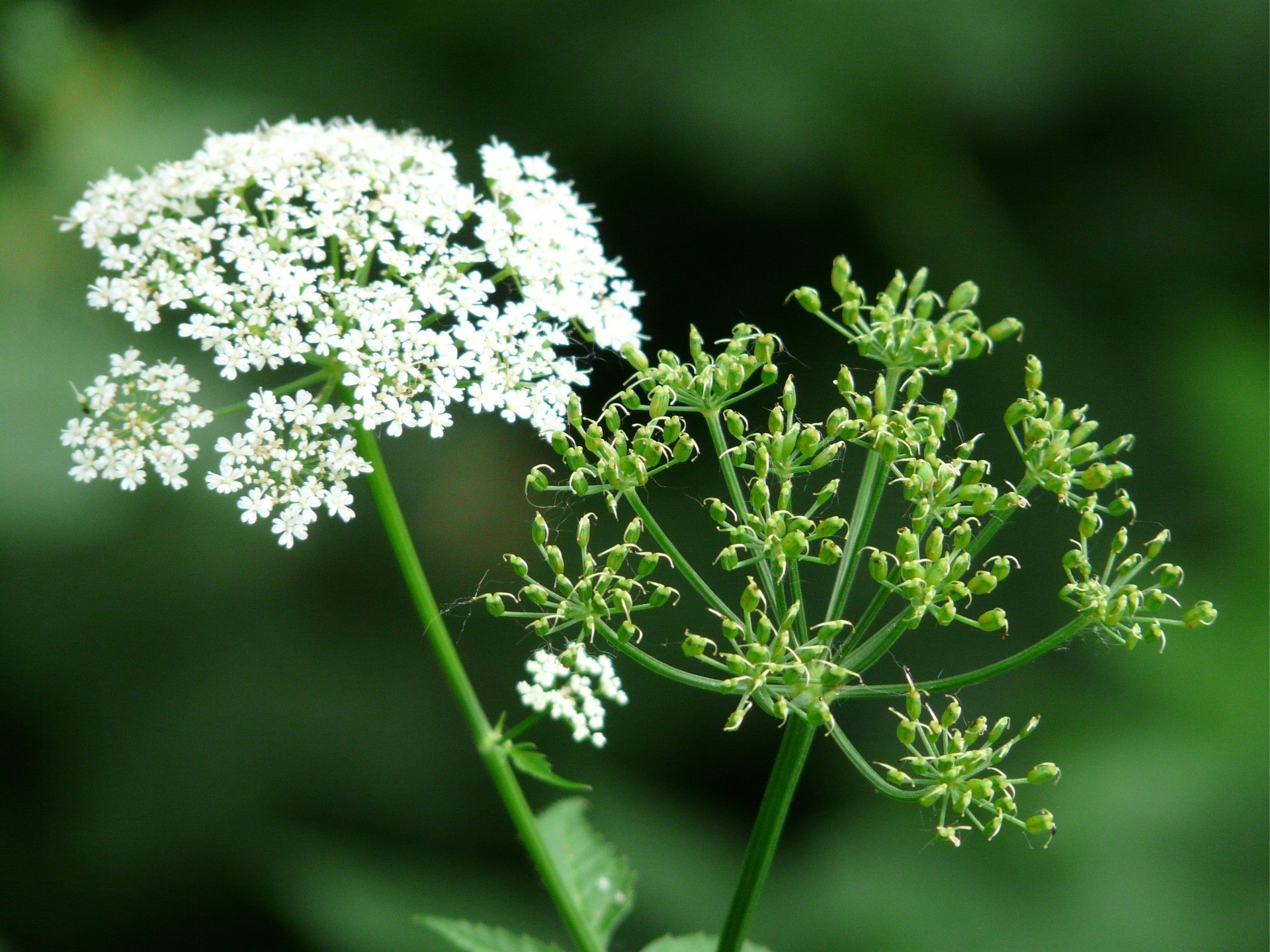 Essbare Wildpflanzen – Giersch