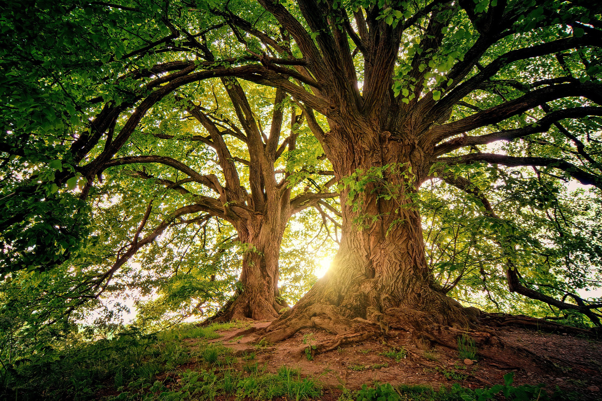 Essbare Wildpflanzen im Wald