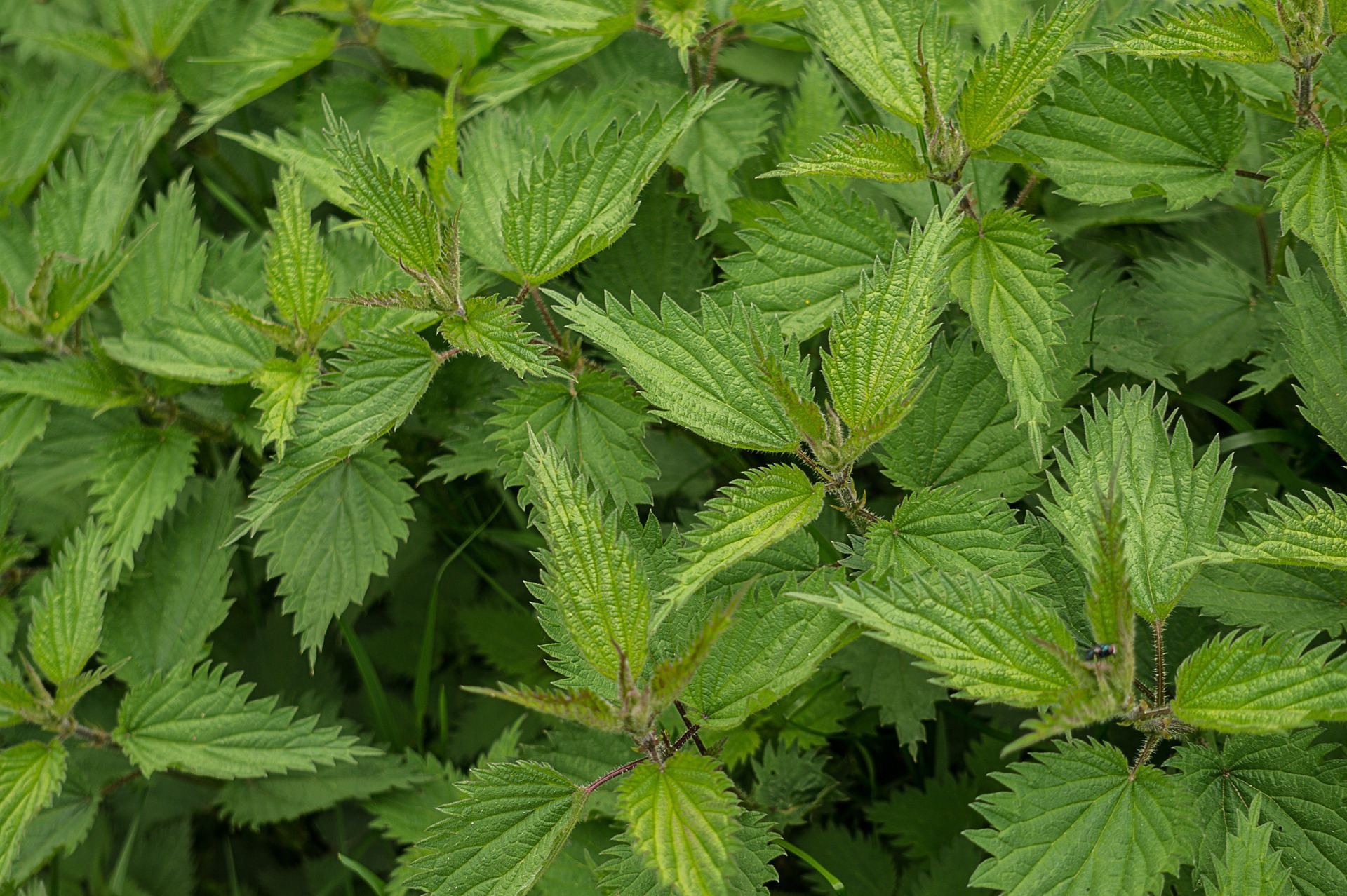 Essbare Wildpflanzen – Brennnessel