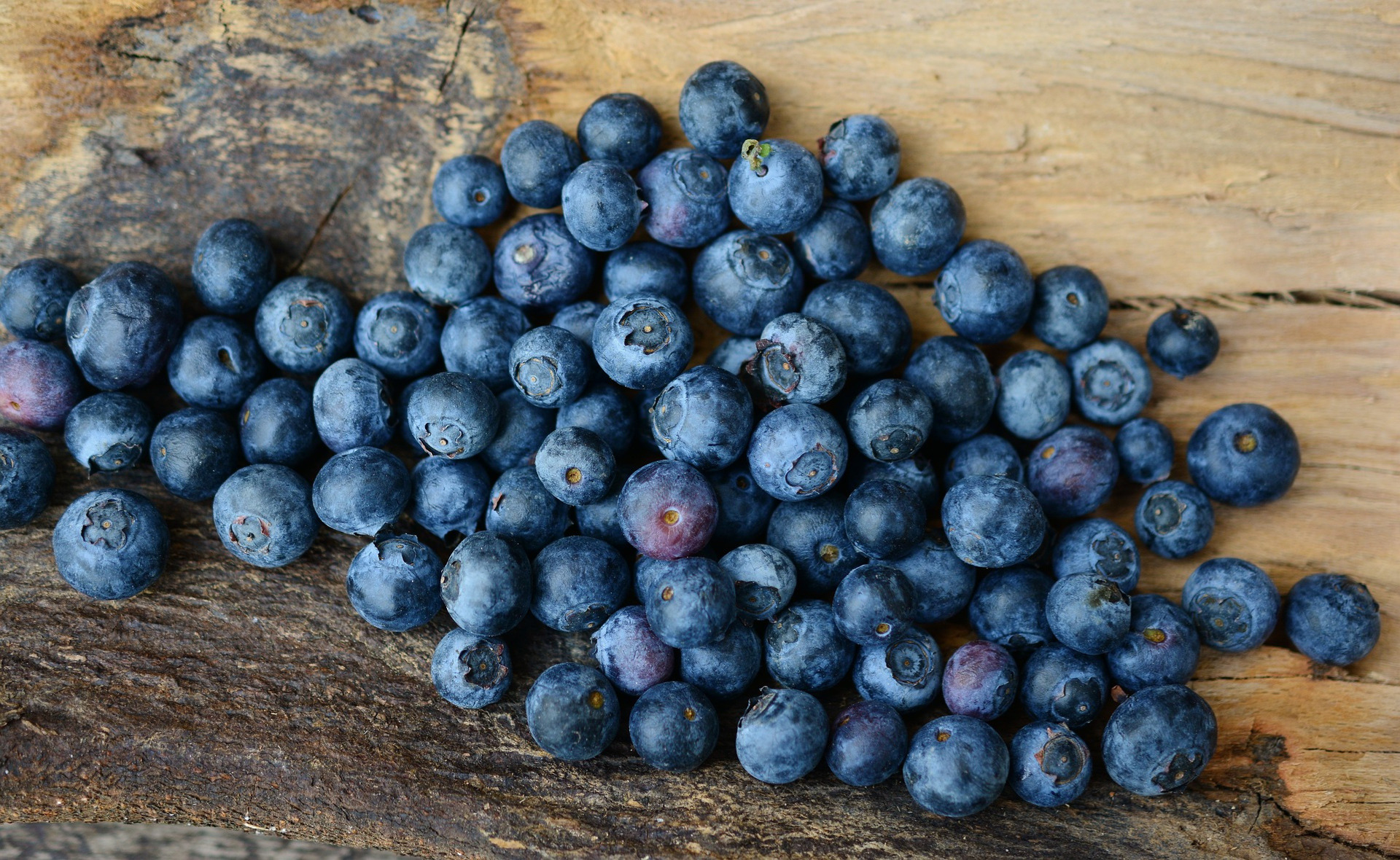 Essbare Wildpflanzen – Heidelbeeren
