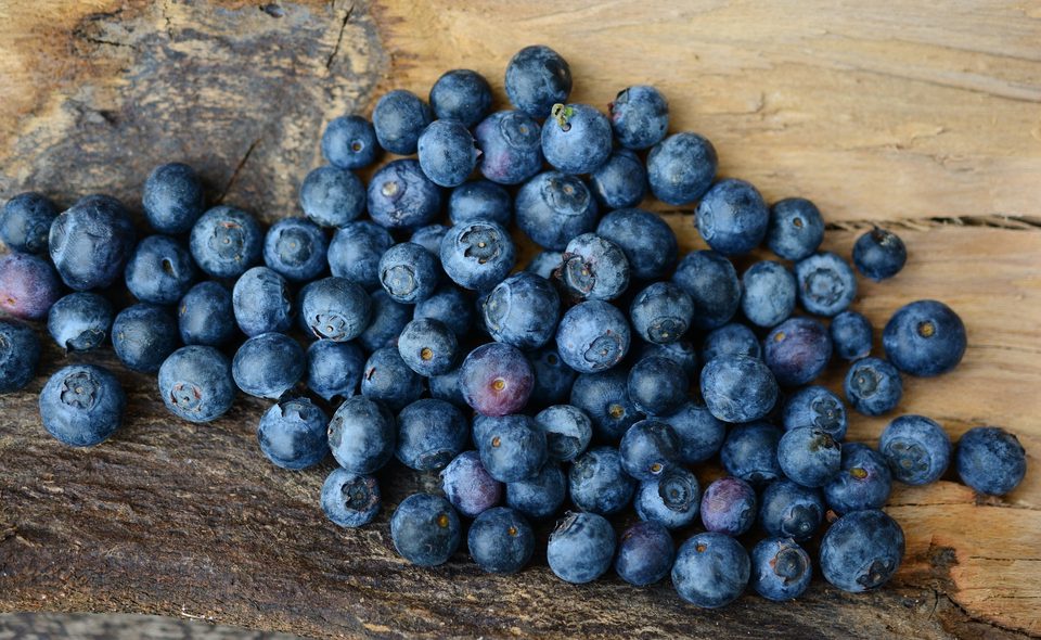 Essbare Wildpflanzen – Heidelbeeren