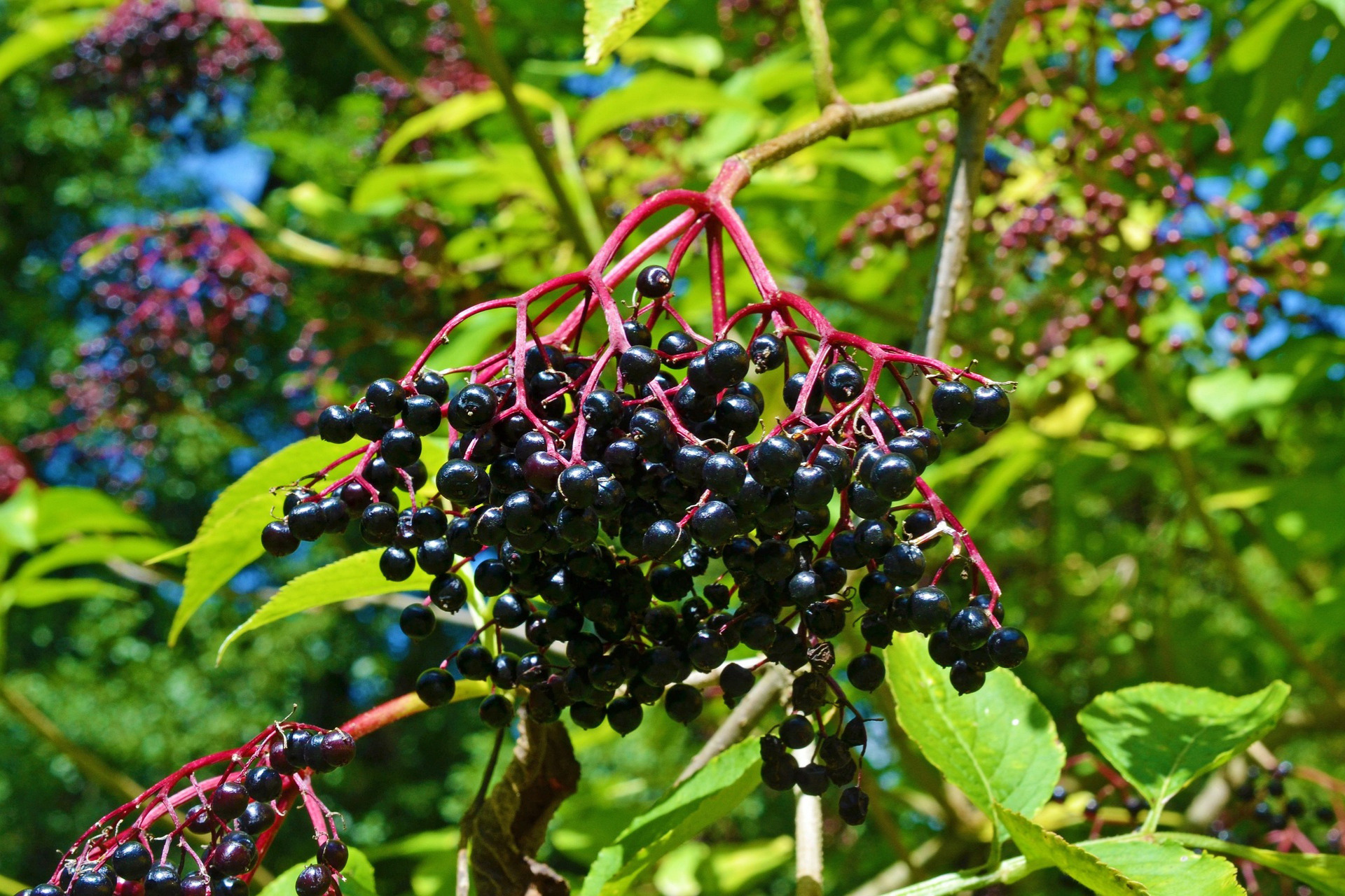 Essbare Wildpflanzen – Holunderbeeren