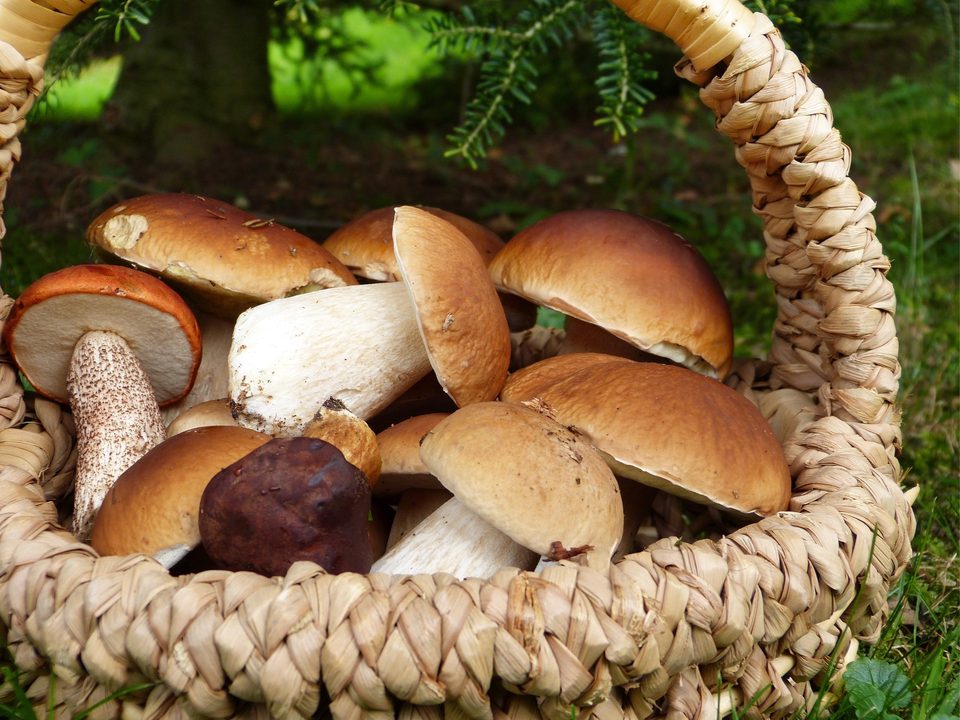 Essbare Wildpflanzen – Steinpilz