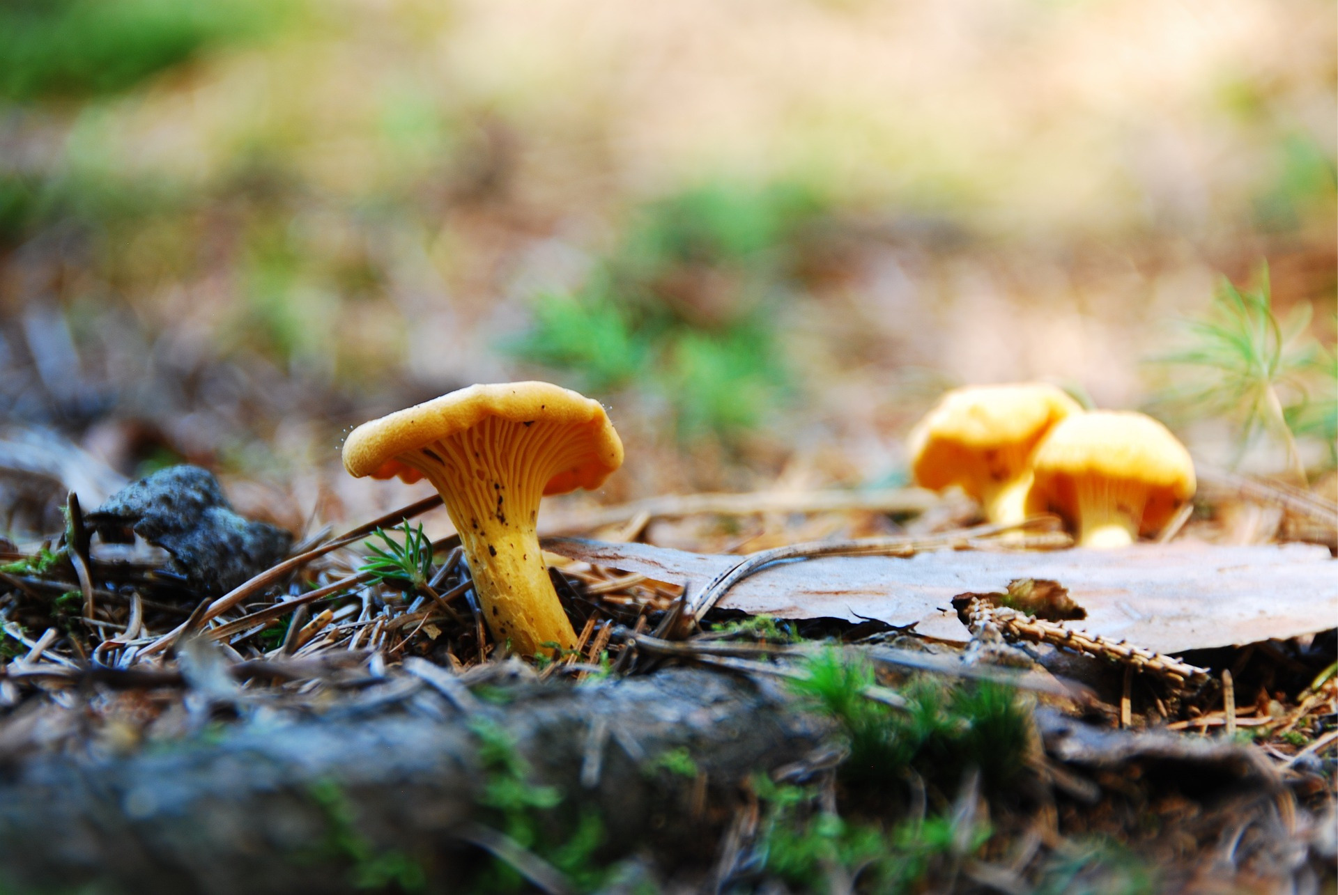 Pfifferlinge im Wald