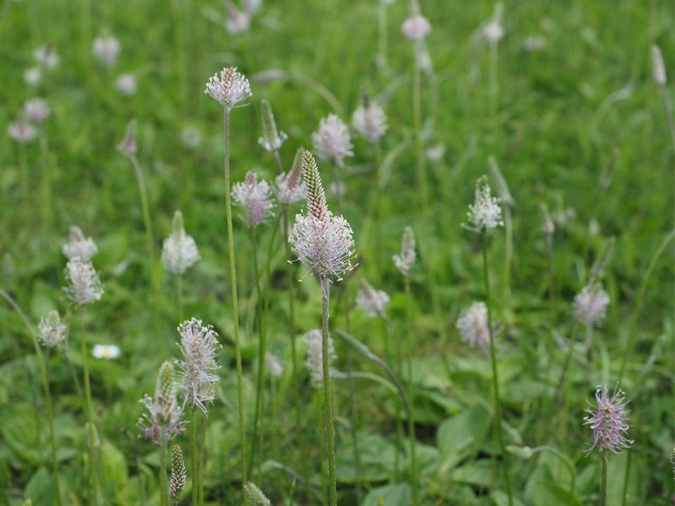nützliche Pflanzen in der Wildnis - Wegerich