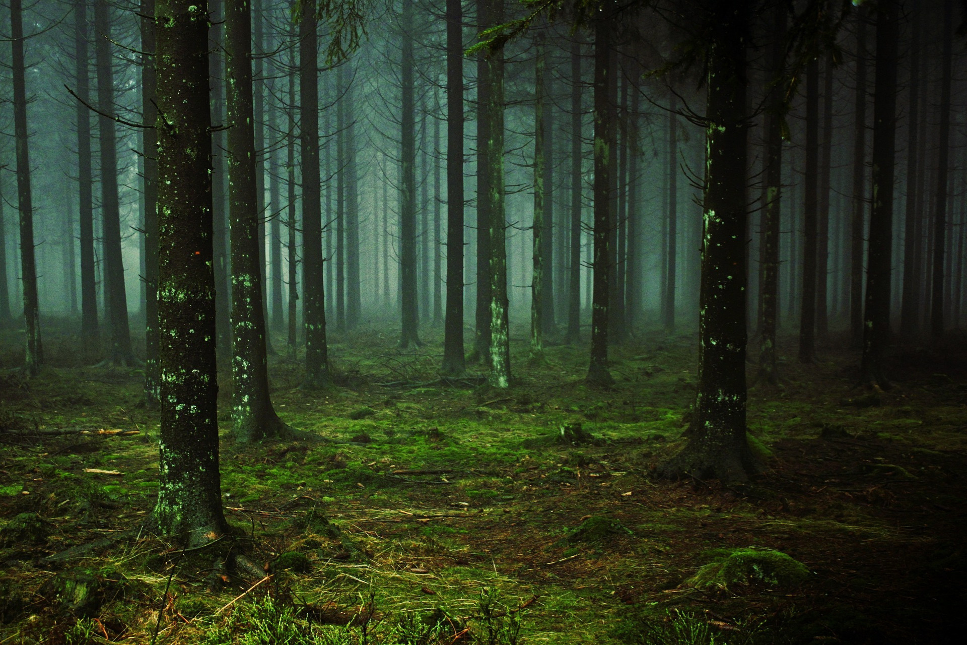 Tourniquet – Erste Hilfe in der Wildnis